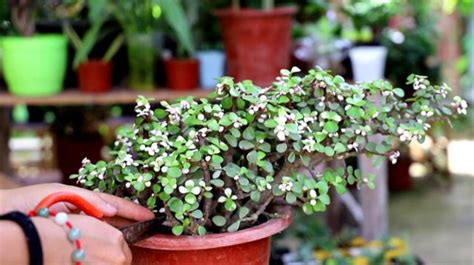 金枝玉葉植物|金枝玉葉怎麼養，6種養護方法和4點注意事項